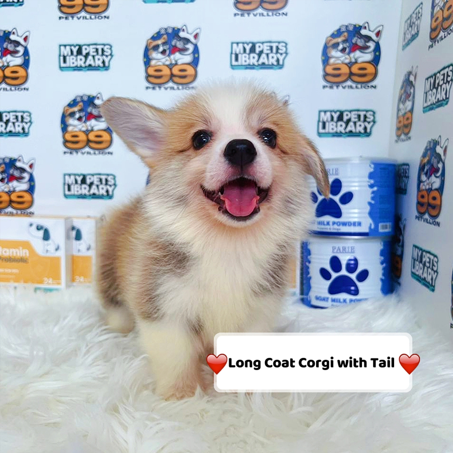 Long Coat Welsh Corgi Puppy (Male) For Sale