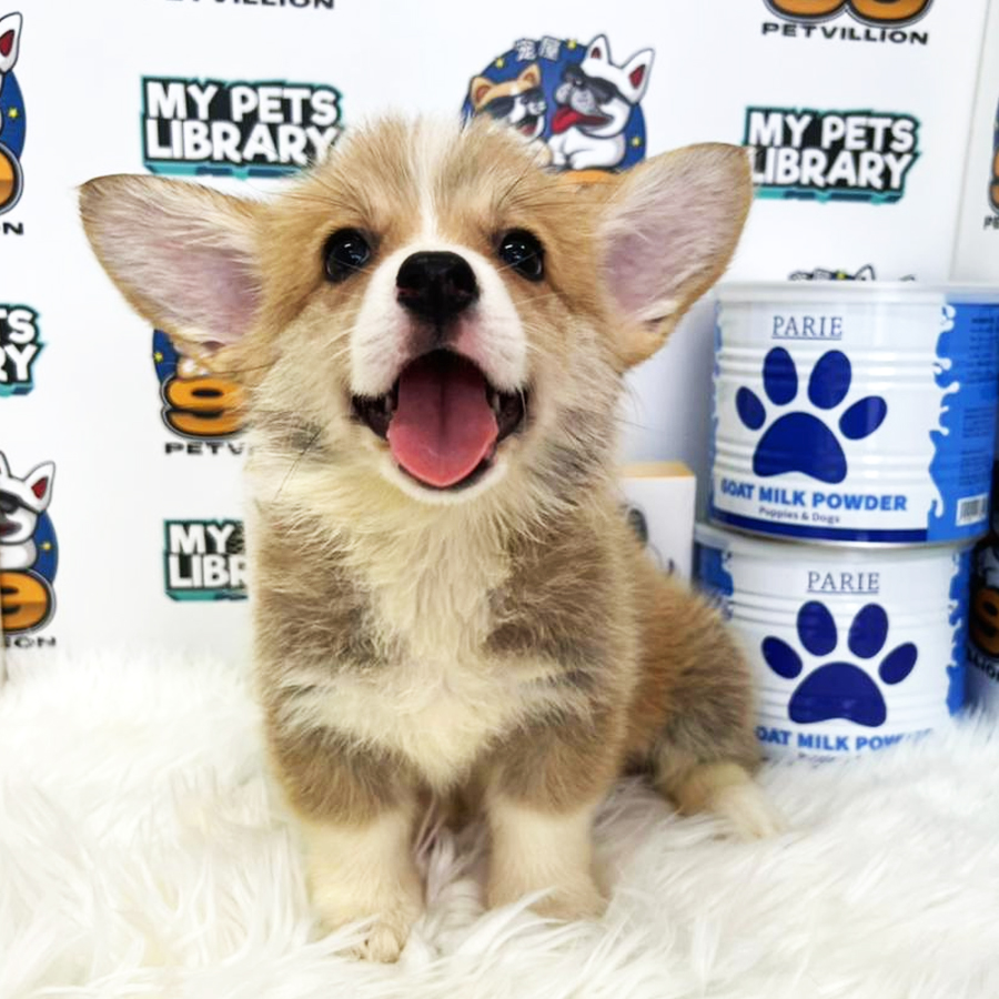 Welsh Corgi Puppy (Female) For Sale