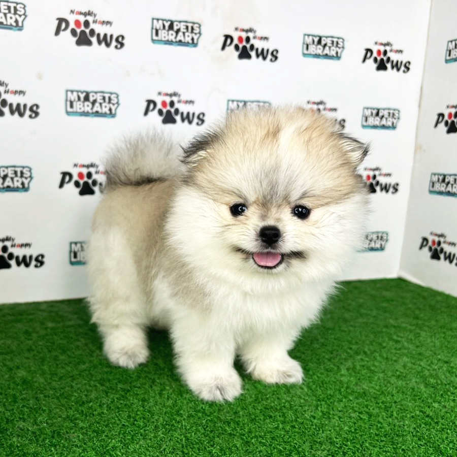 Pomeranian Puppy (Female) For Sale