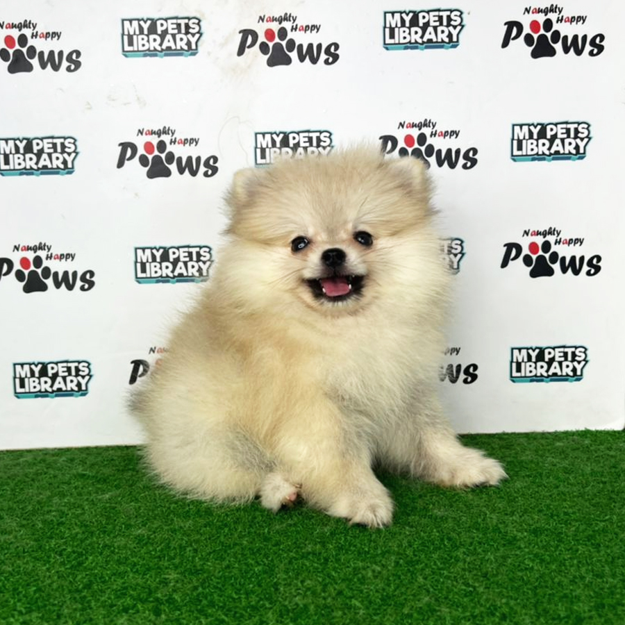 Pomeranian Puppy (Male) For Sale