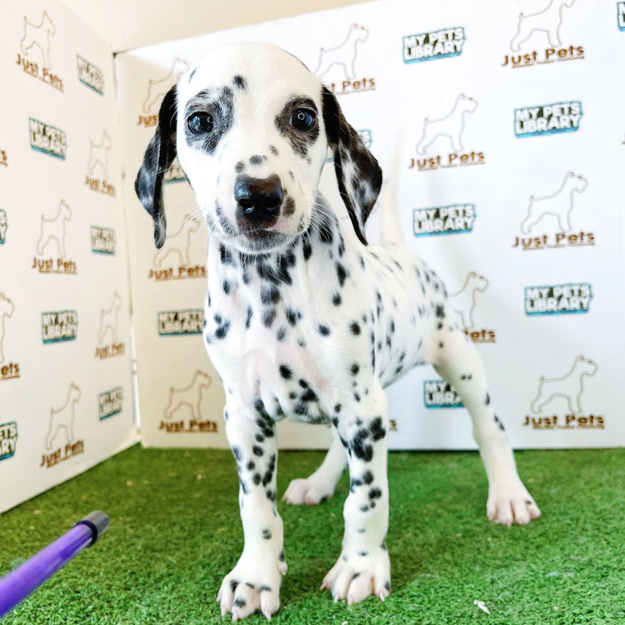 Dalmatian Puppy (Female) For Sale