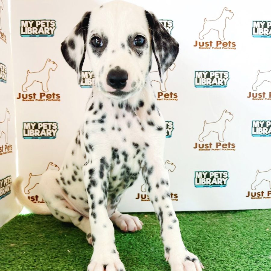 Dalmatian Puppy (Female) For Sale