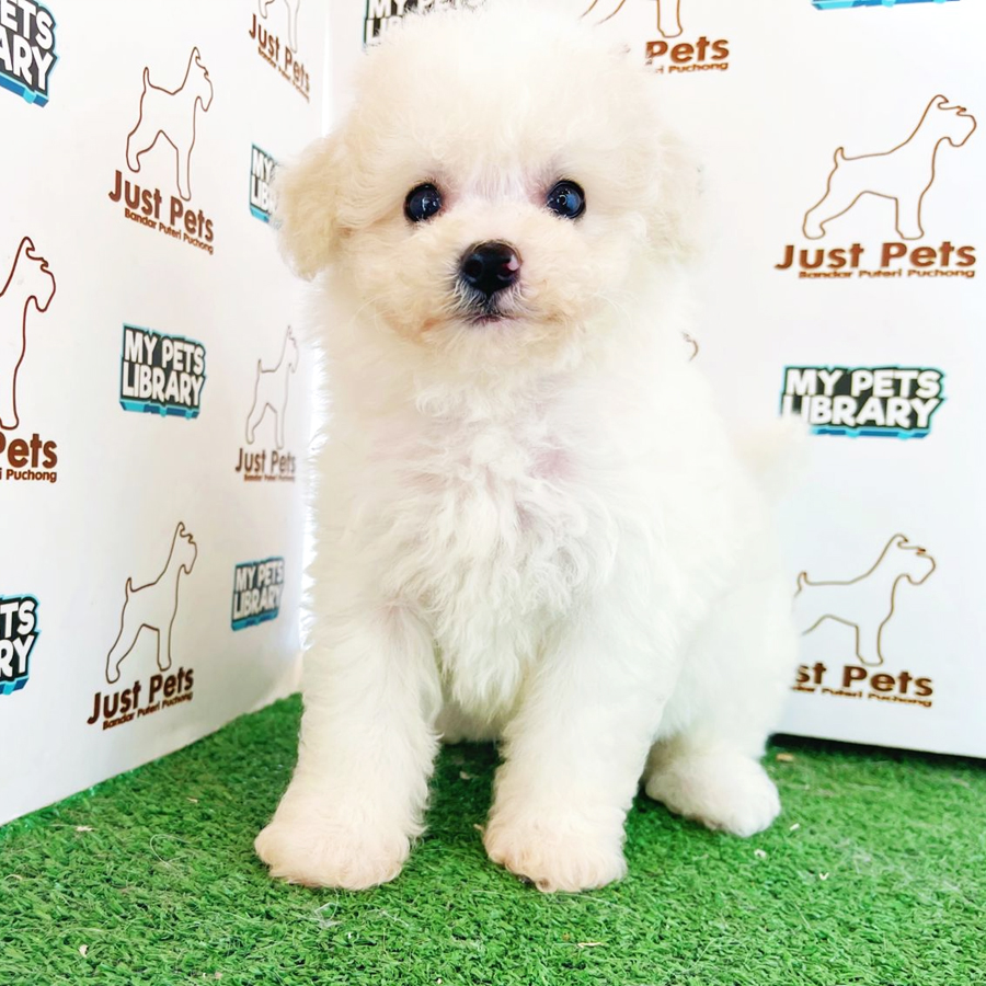 Bichon Frise Puppy (Male) For Sale