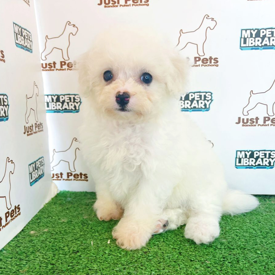 Bichon Frise Puppy (Female) For Sale