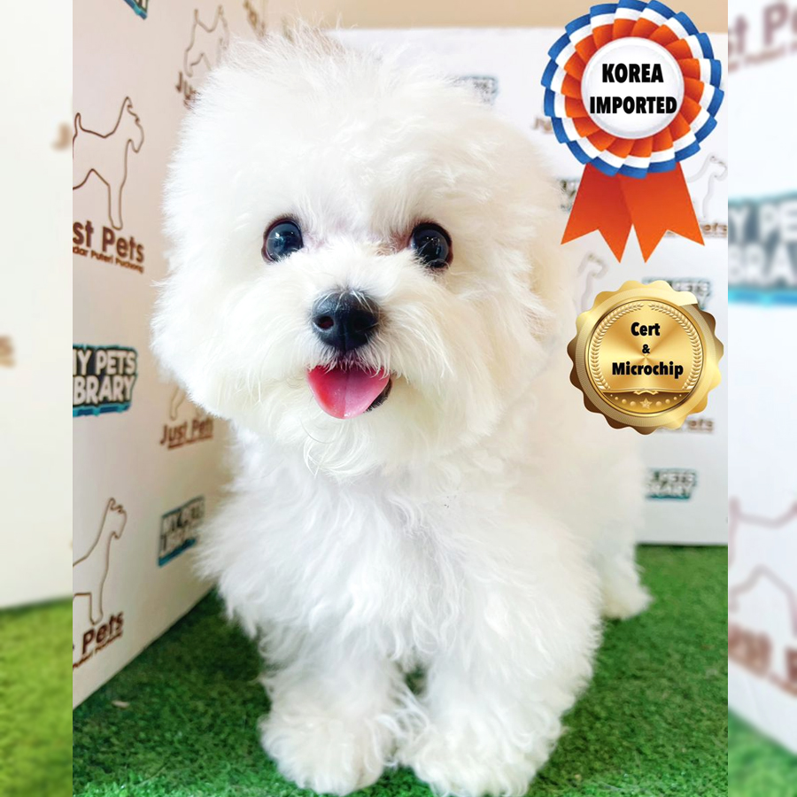 Korea Imported Mini Bichon Puppy (Male) For Sale