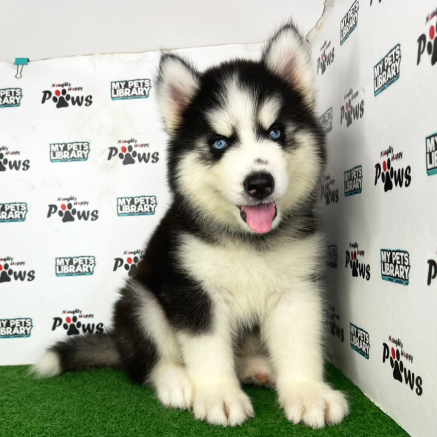 Wooly Husky Puppy (Male) For Sale