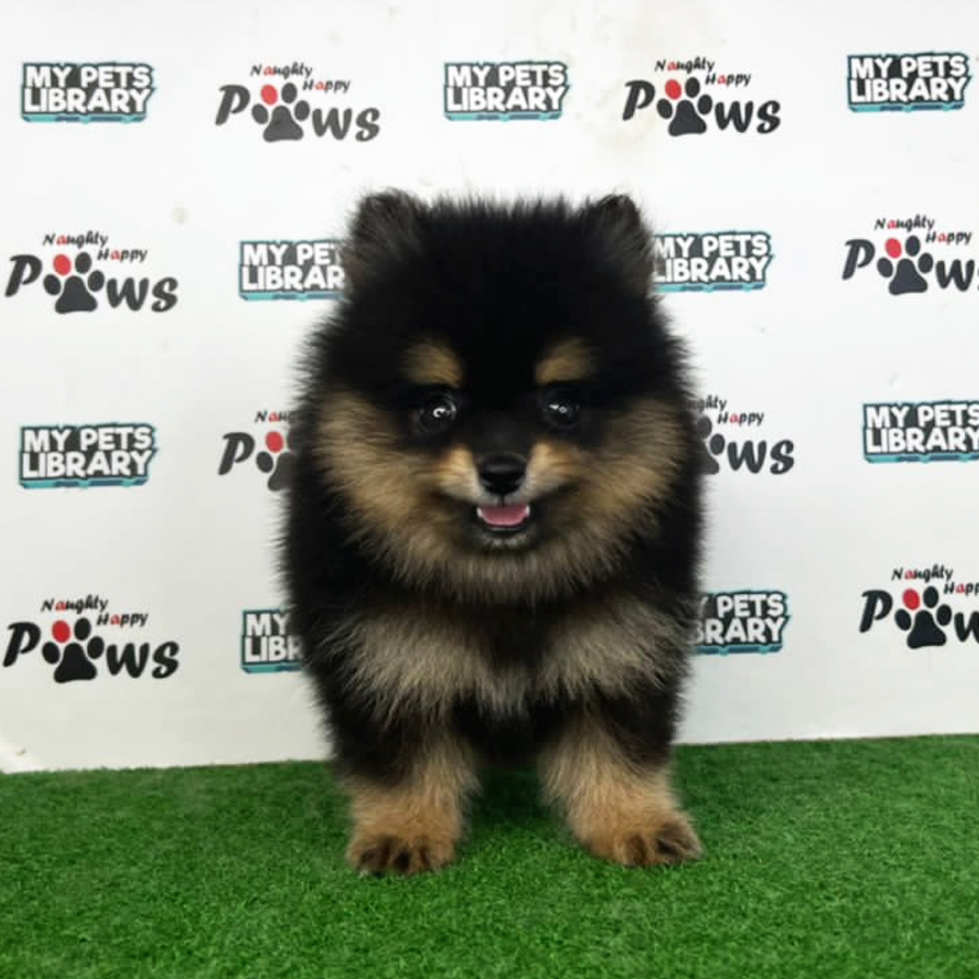 Pomeranian Puppy (Male) For Sale