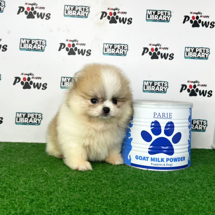 Pomeranian Puppy (Female) For Sale