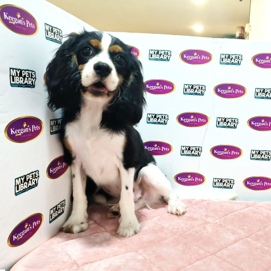 MKA Cavalier King Charles Spaniel Puppy (Male) For Sale