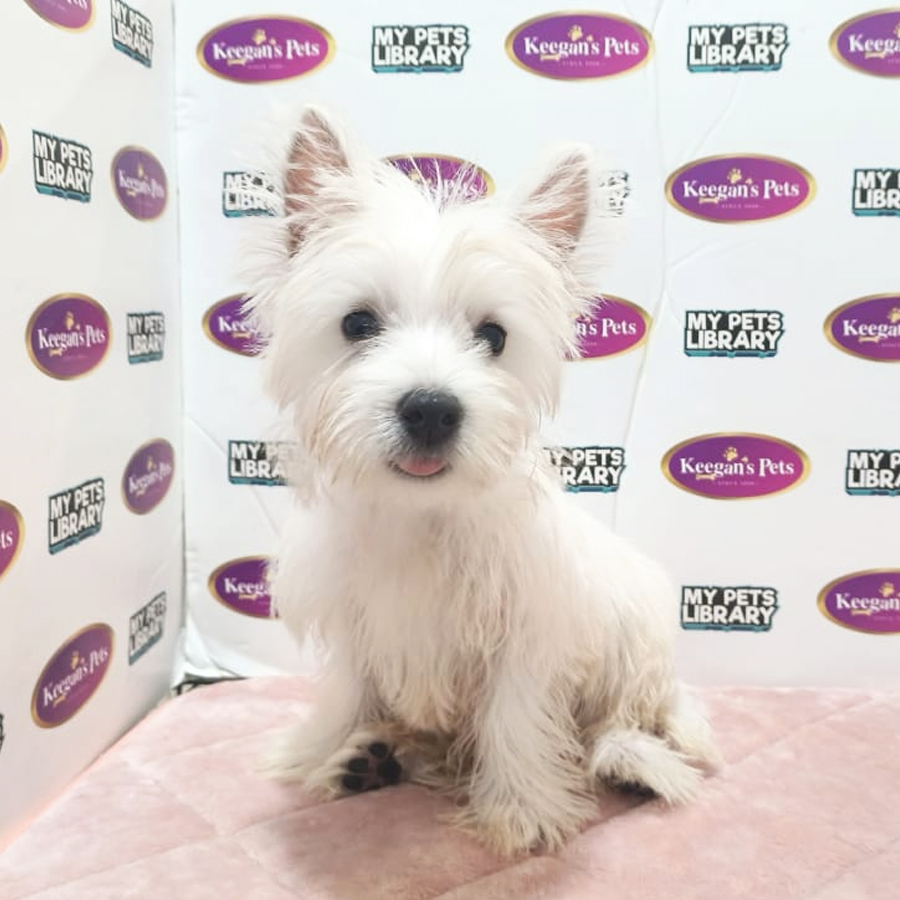 MKA West Highland Terrier Puppy (Female) For Sale