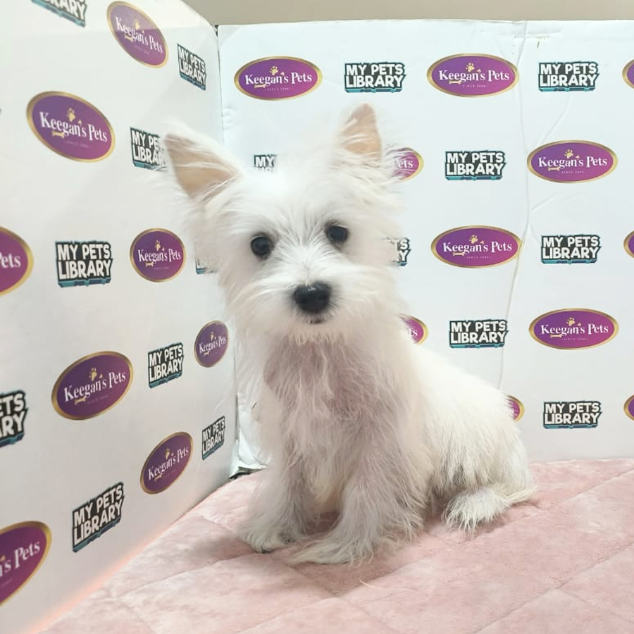 MKA West Highland White Terrier Puppy (Male) For Sale