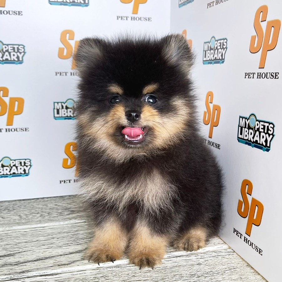 Tiny Pomeranian Puppy (Male) For Sale