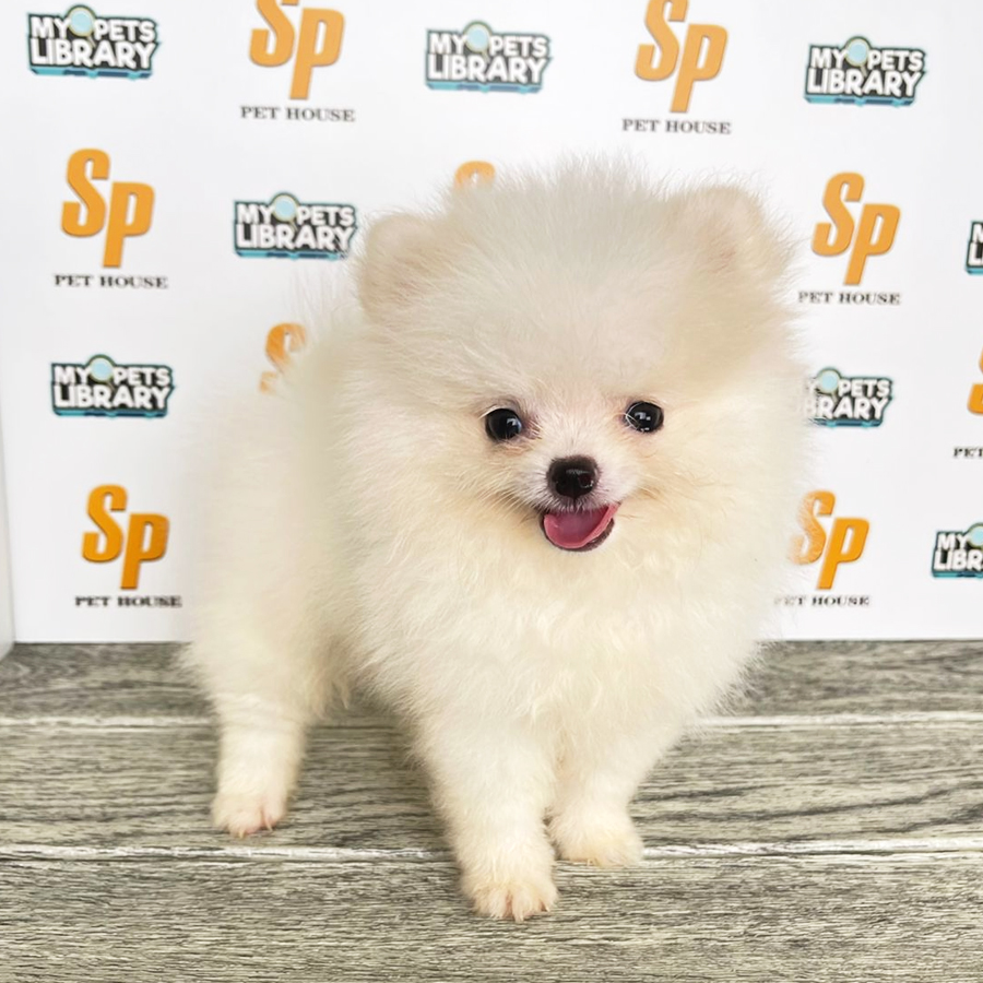 Tiny Pomeranian Puppy (Male) For Sale