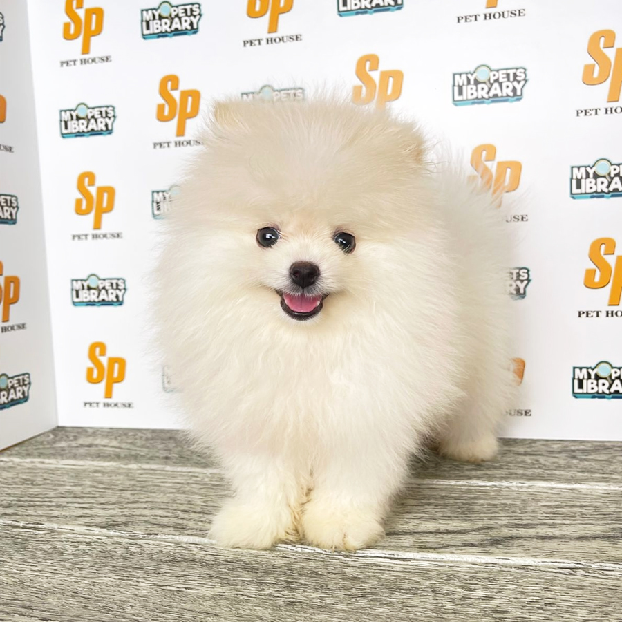 Tiny Pomeranian Puppy (Male) For Sale