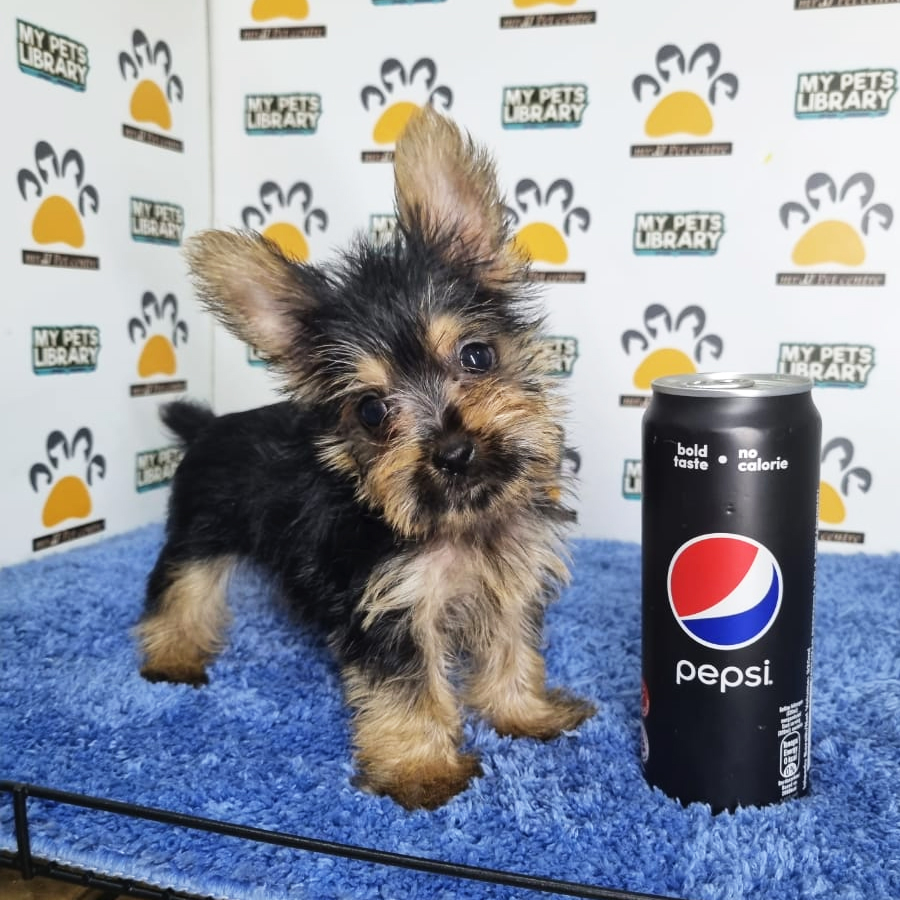 Yorkshire Terrier Puppy (Male) For Sale