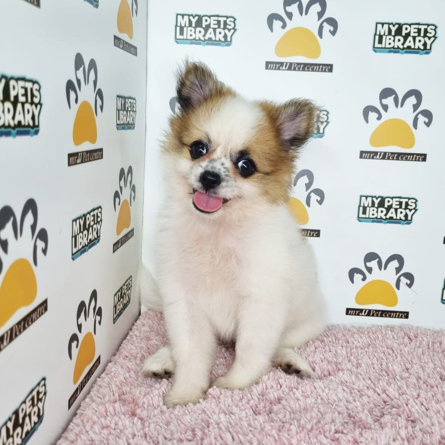 Pomeranian mix Chihuahua Puppy (Female) For Sale