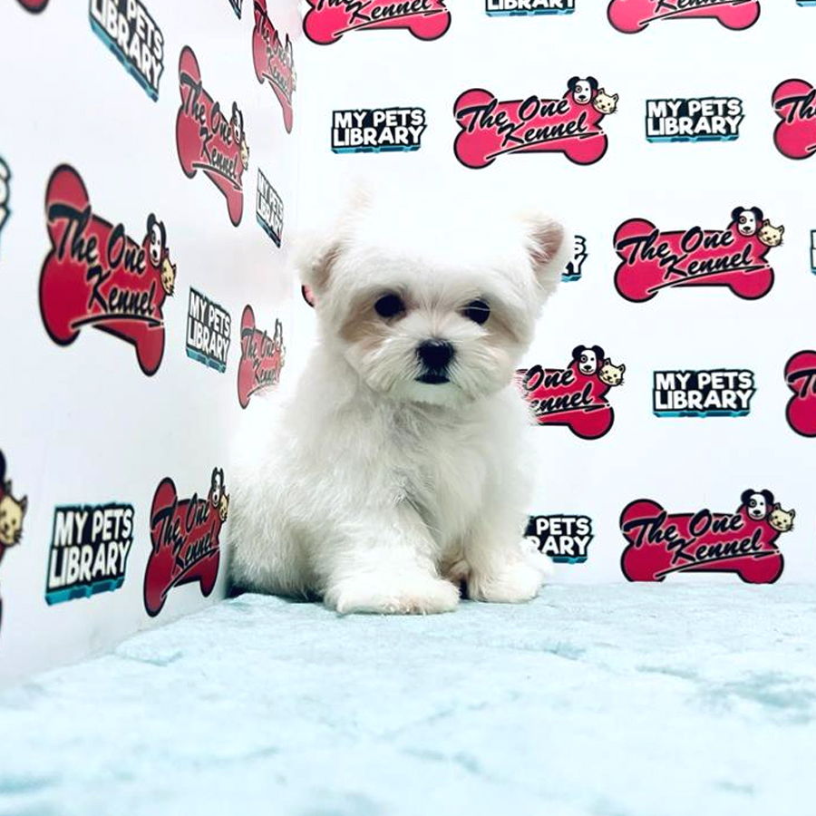 MKA Tiny Maltese Puppy (Female) For Sale