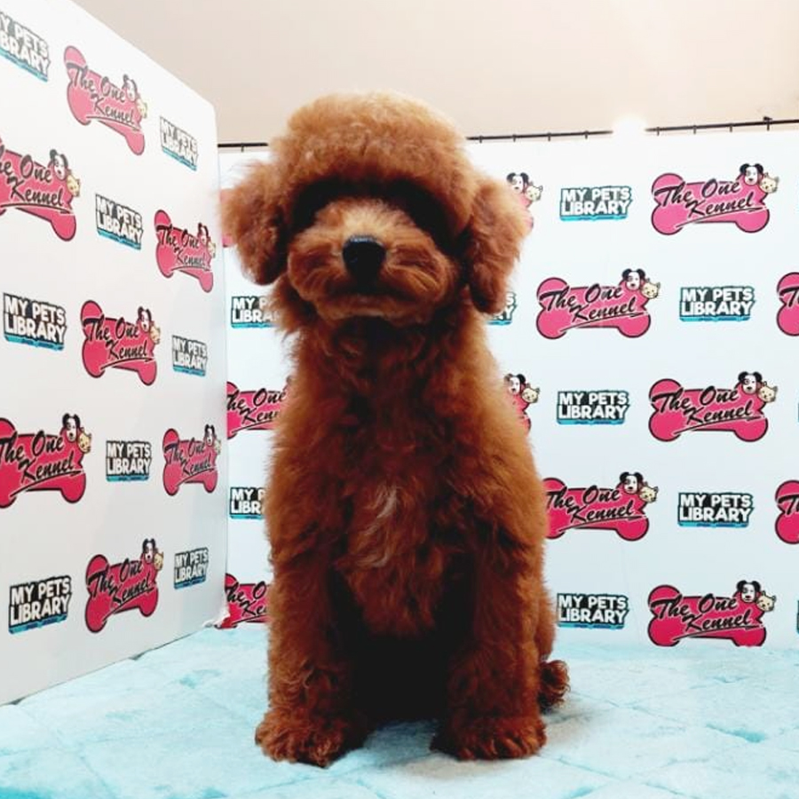 MKA Toy Poodle Puppy (Female) For Sale