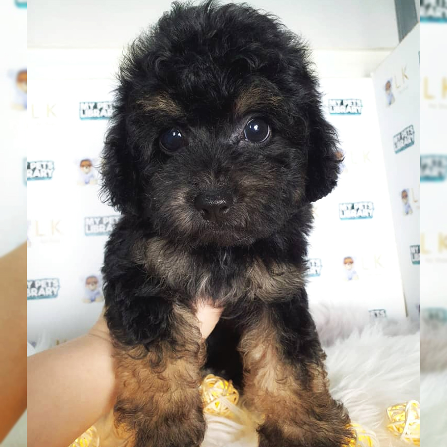 Toy Poodle Puppy (Male) For Sale