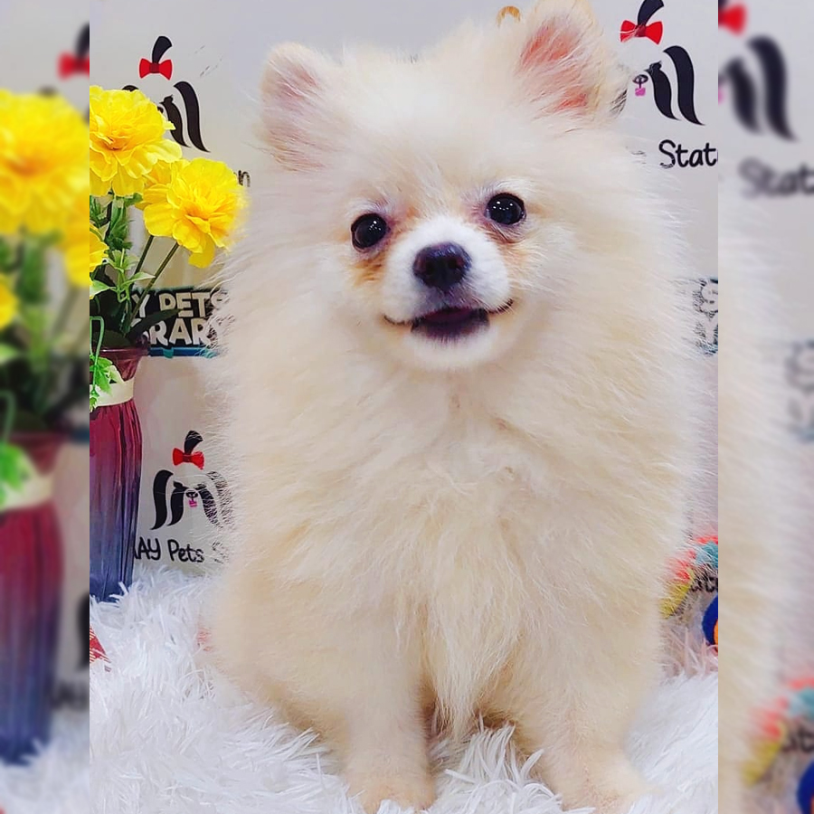 Pomeranian Puppy (Female) For Sale