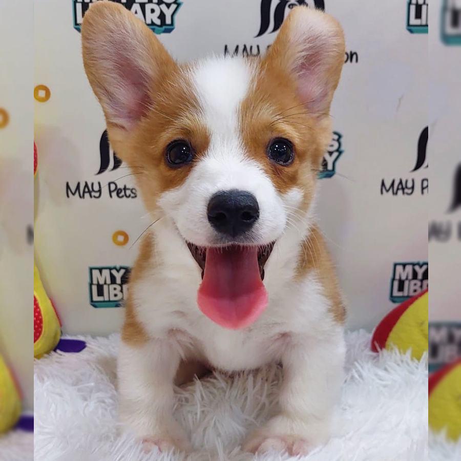 Welsh Corgi Puppy (Male) For Sale