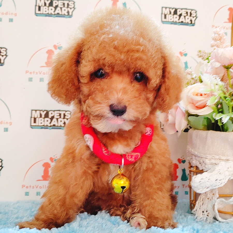 Toy Poodle Puppy (Female) For Sale