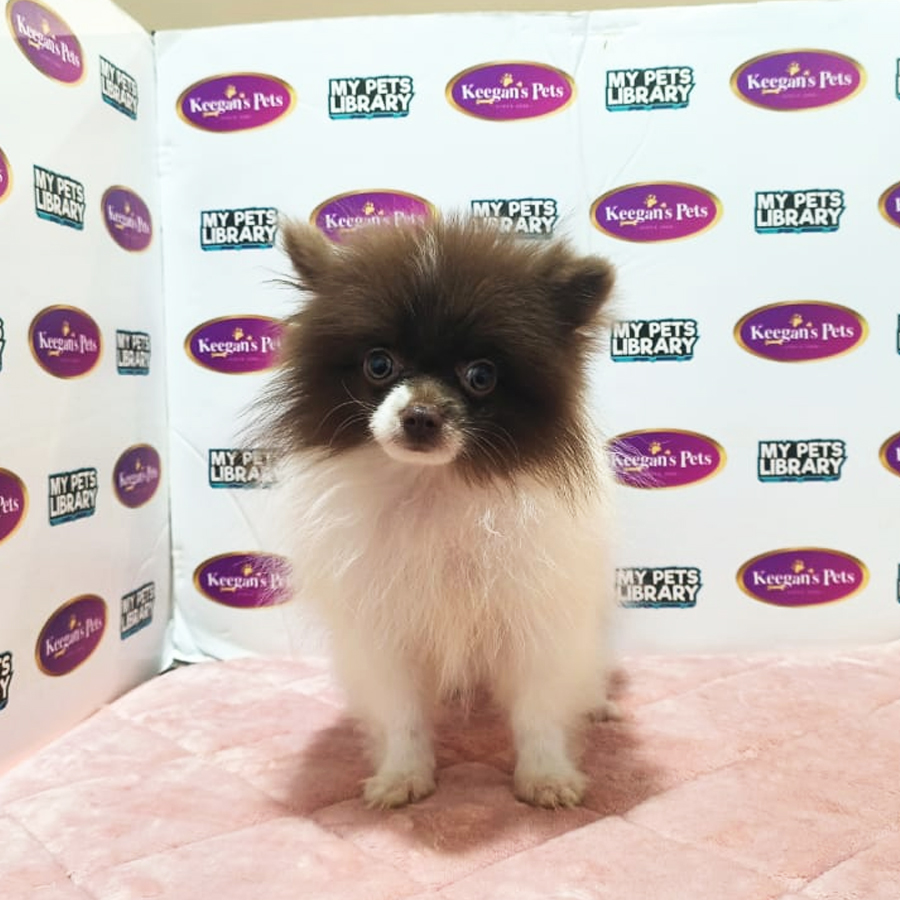 MKA Pomeranian Puppy (Male) For Sale