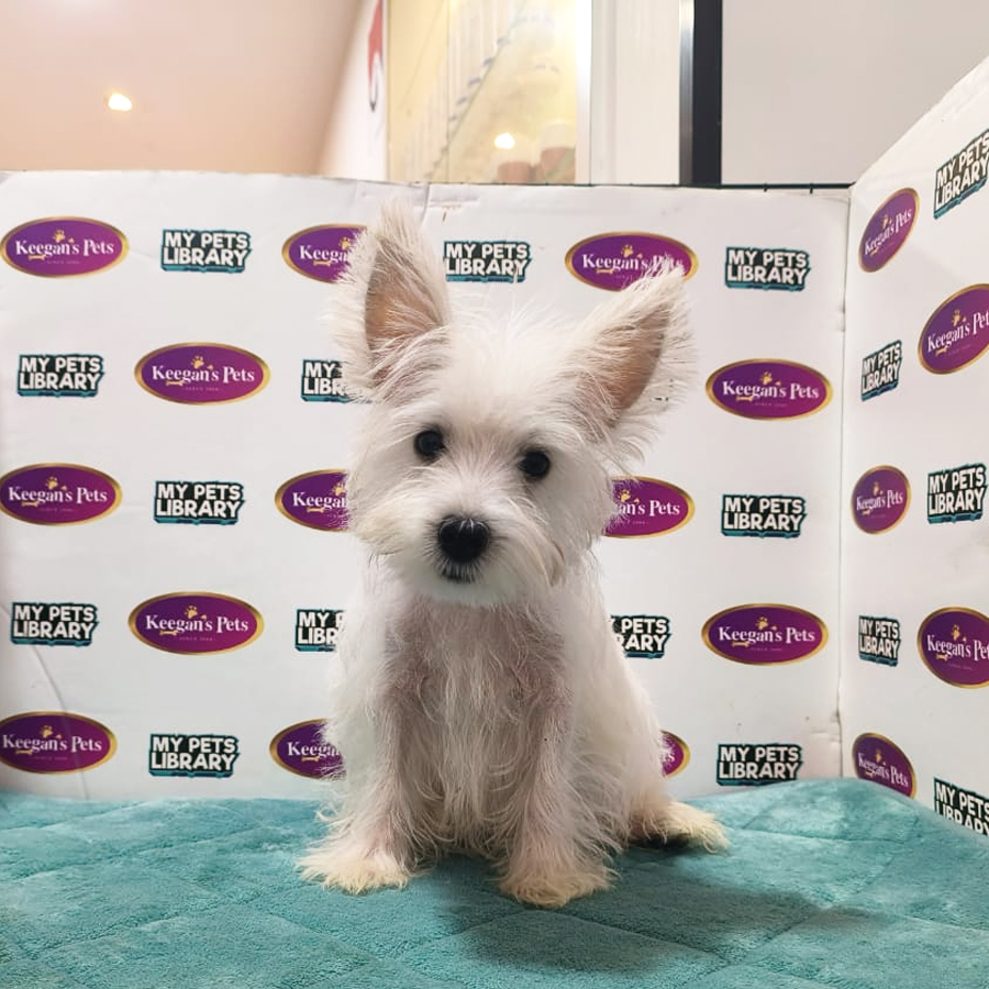 MKA West Highland White Terrier Puppy (Female) For Sale