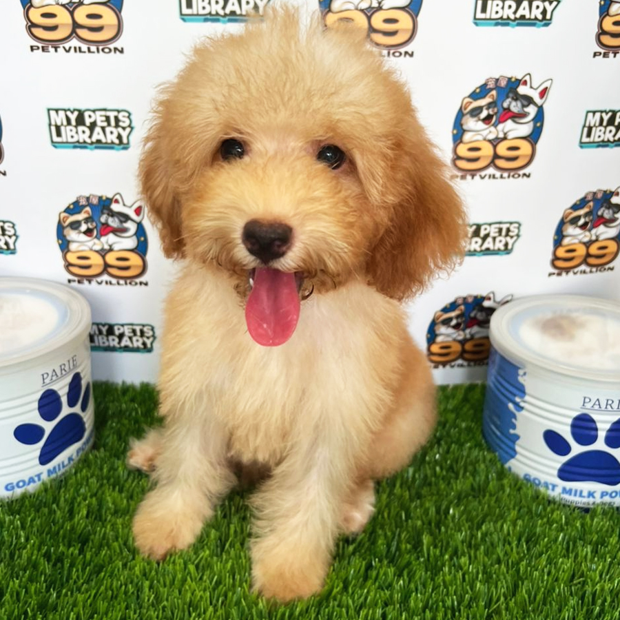 Maltipoo Puppy (Male) For Sale