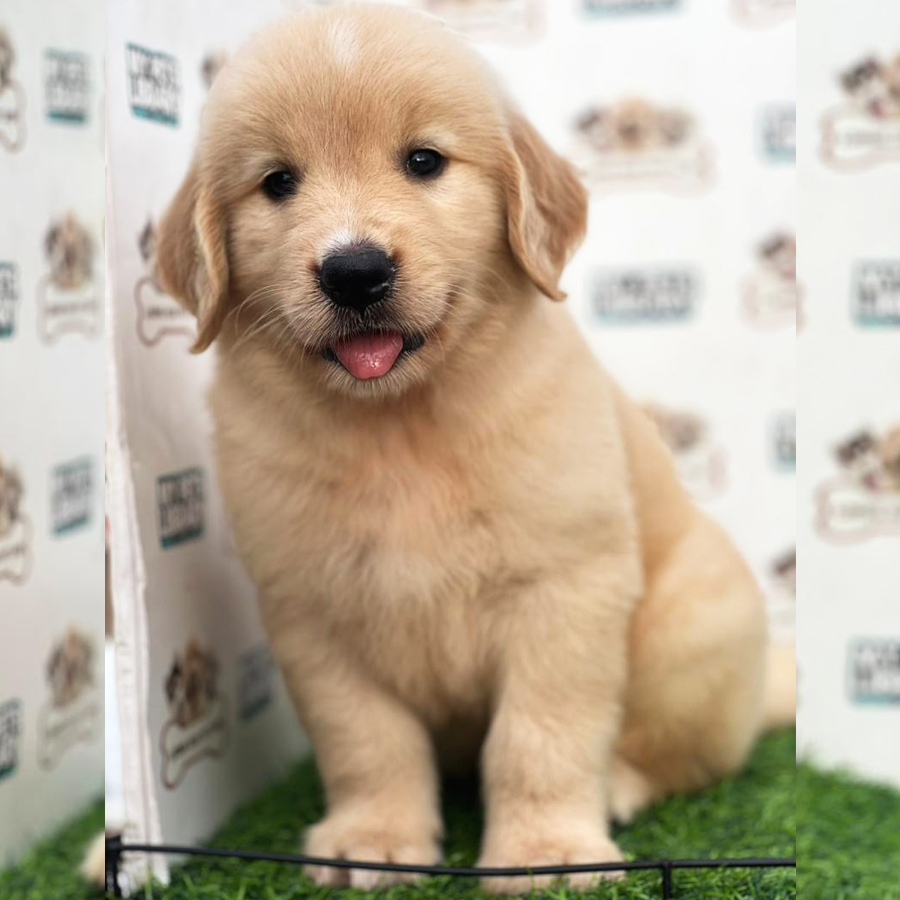 Golden Retriever Puppy (Male) For Sale
