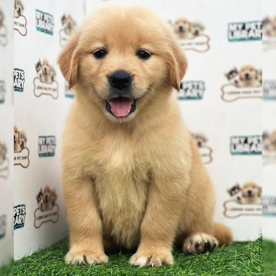 Golden Retriever Puppy (Female) For Sale