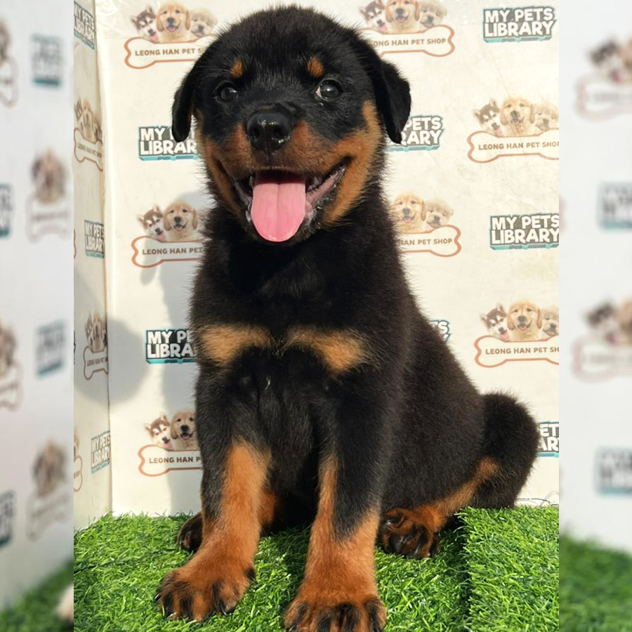 Rottweiler Puppy (Female) For Sale
