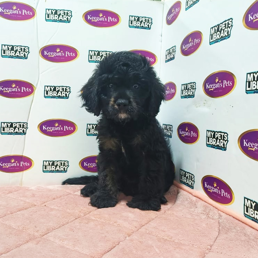 Cavapoo Puppy (Male) For Sale