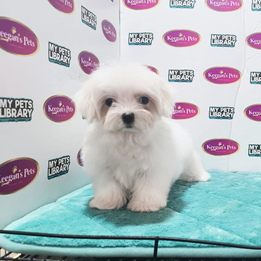 MKA Maltese Puppy (Female) For Sale