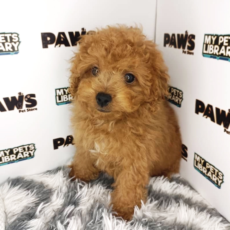 Tiny Poodle Puppy (Male) For Sale