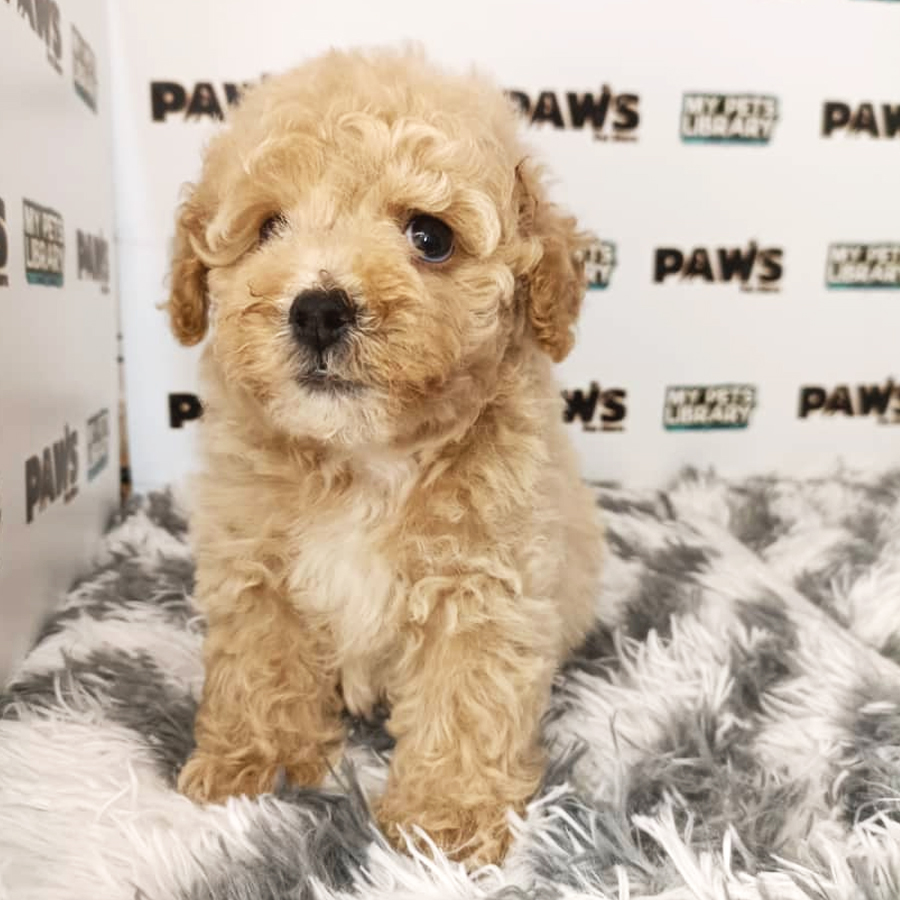 Tiny Poodle Puppy (Male) For Sale