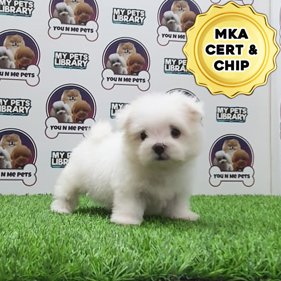 MKA Tiny Maltese Puppy (Male) For Sale