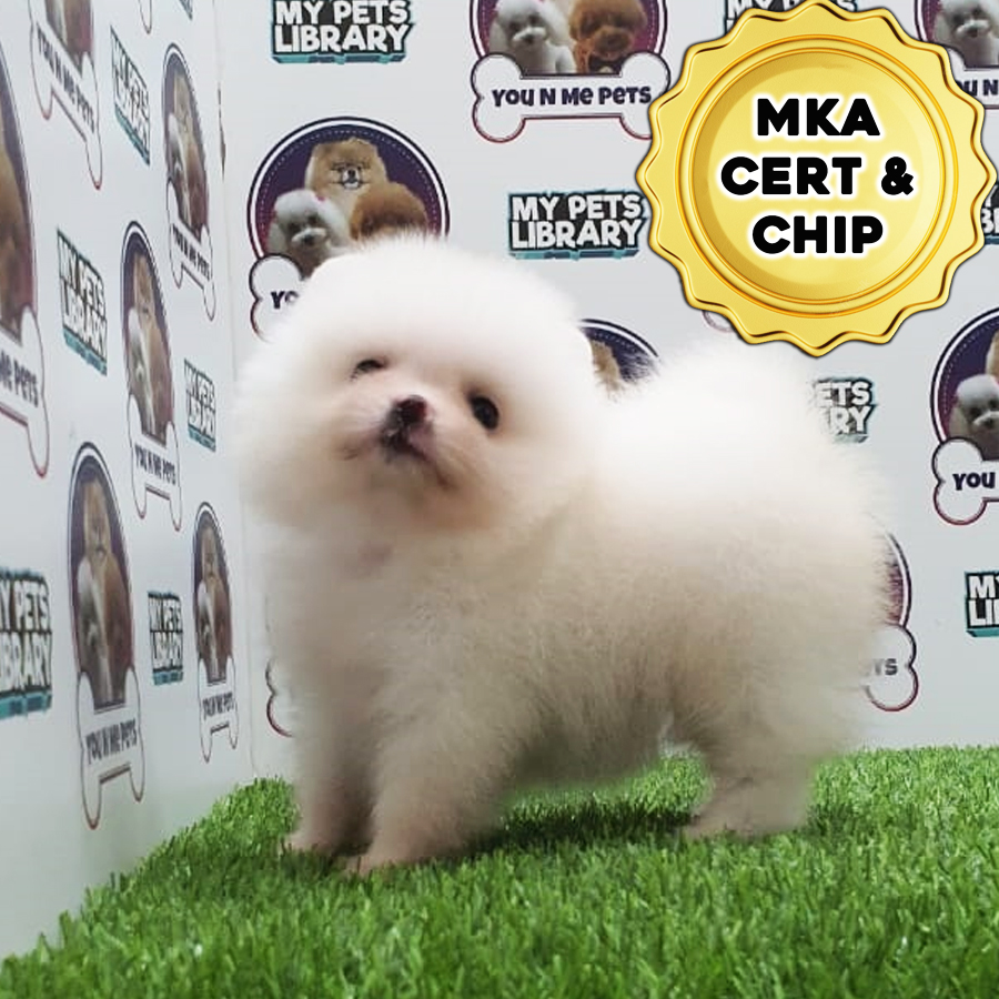 MKA Tiny Pomeranian Puppy (Female) For Sale