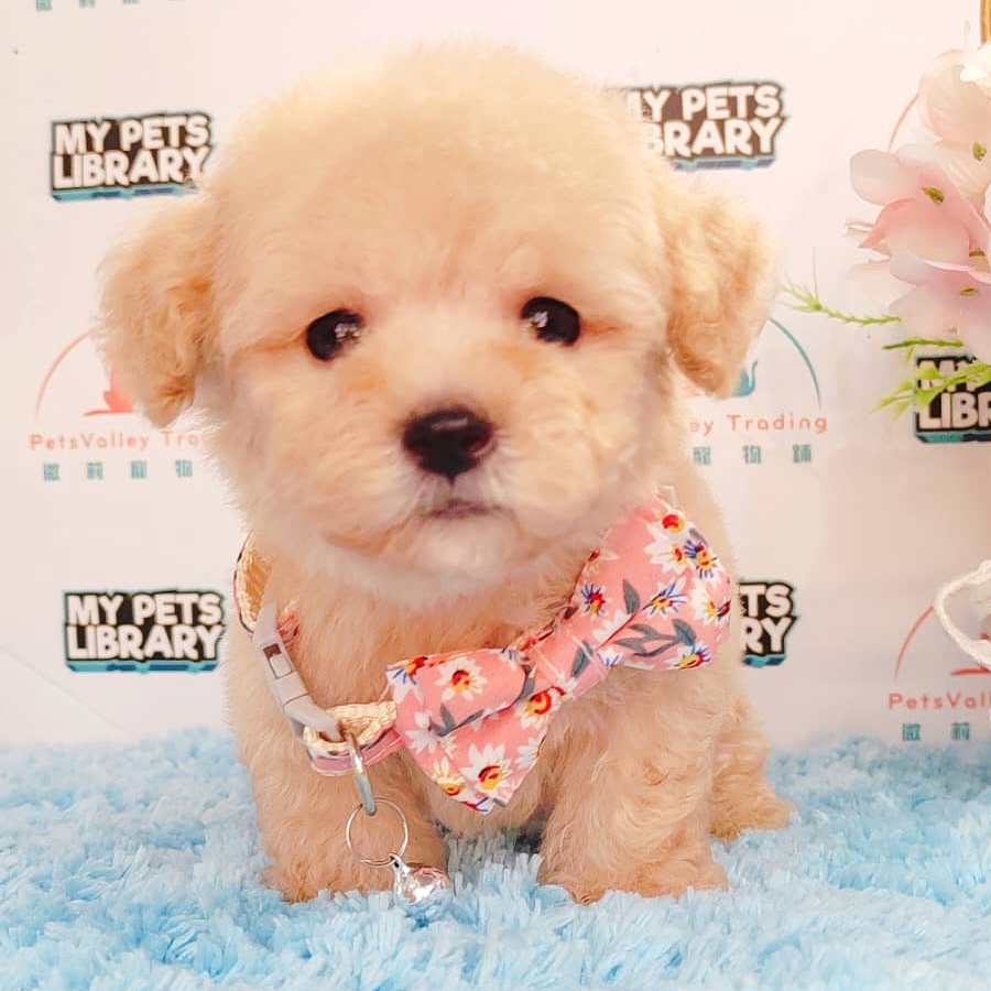 Tiny Poodle Puppy (Male) For Sale