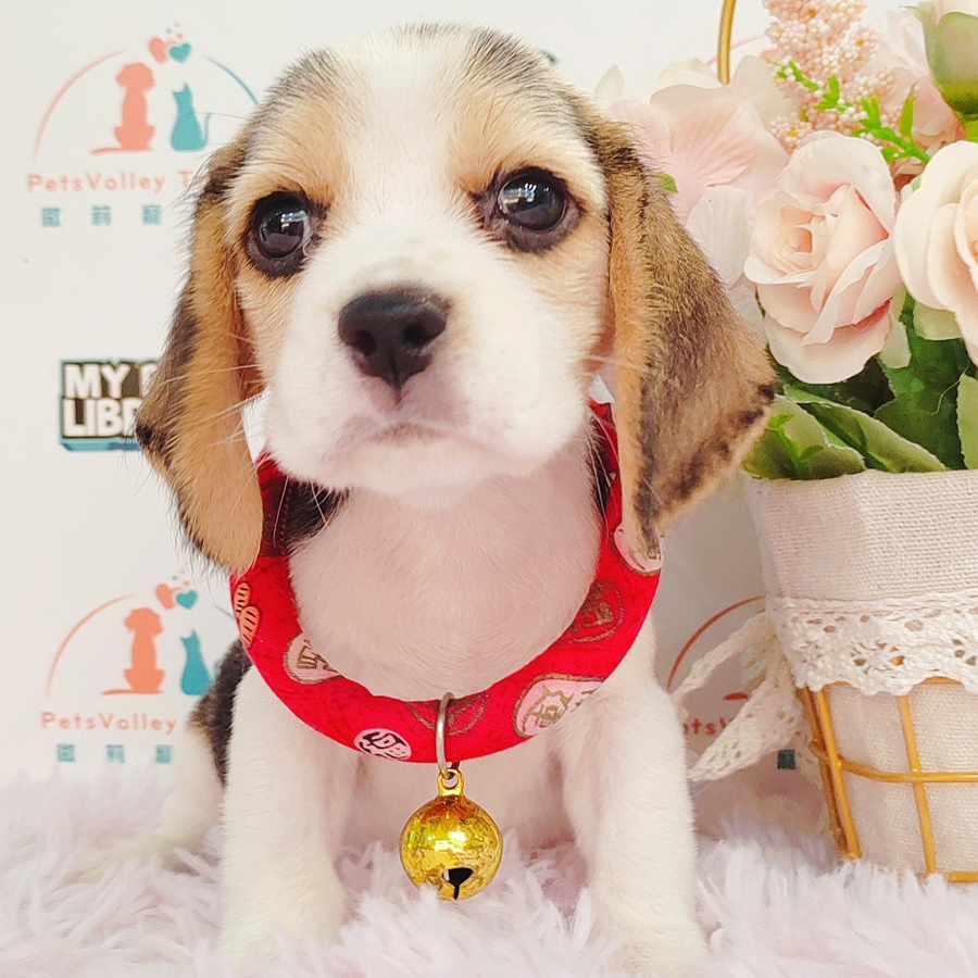 Beagle Puppy (Female) For Sale
