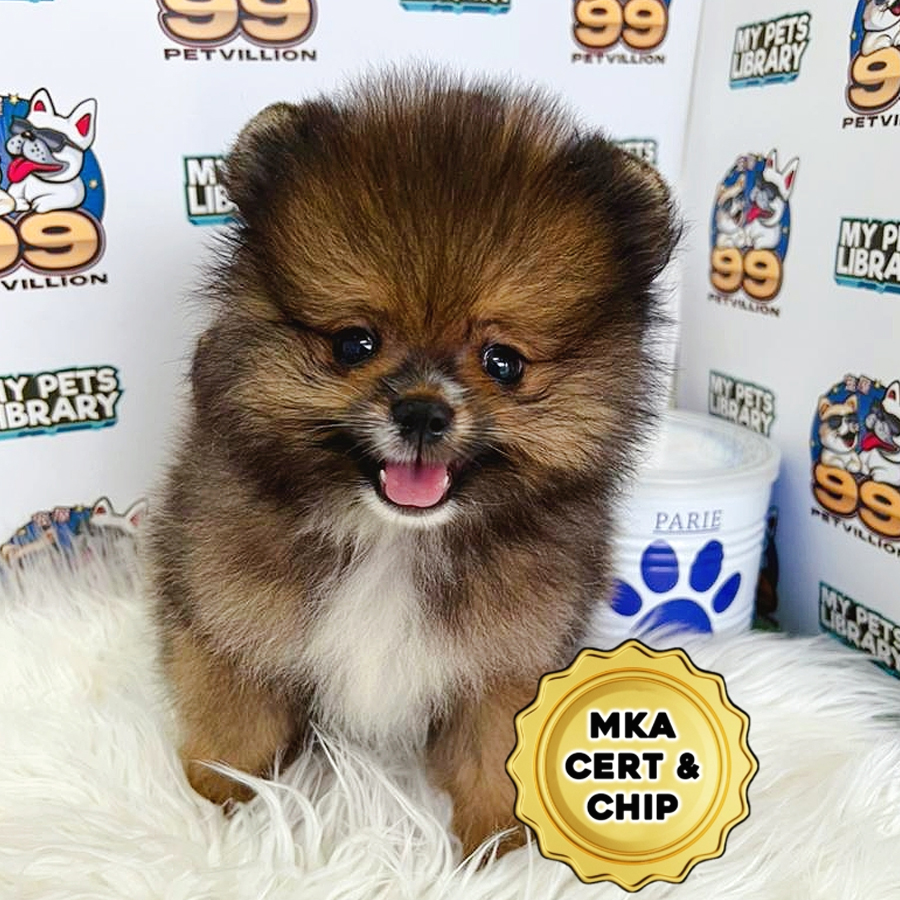 MKA Tiny Pomeranian Puppy (Male) For Sale