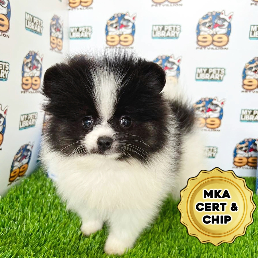 MKA Pomeranian Puppy (Male) For Sale