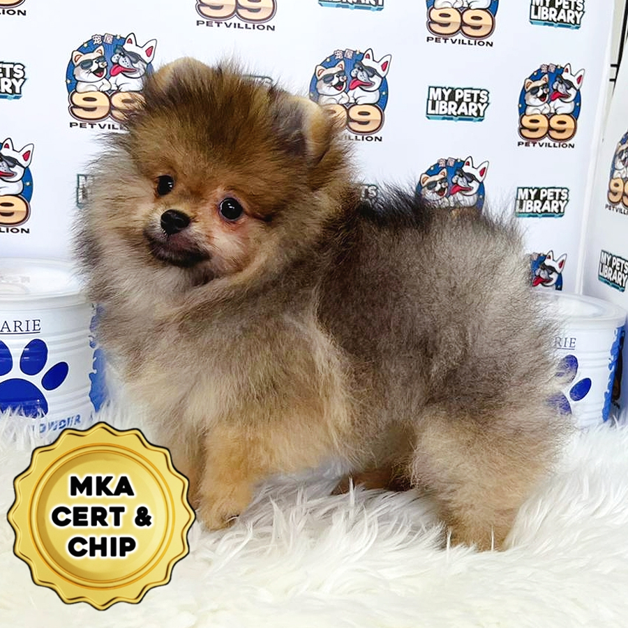 MKA Pomeranian Puppy (Male) For Sale