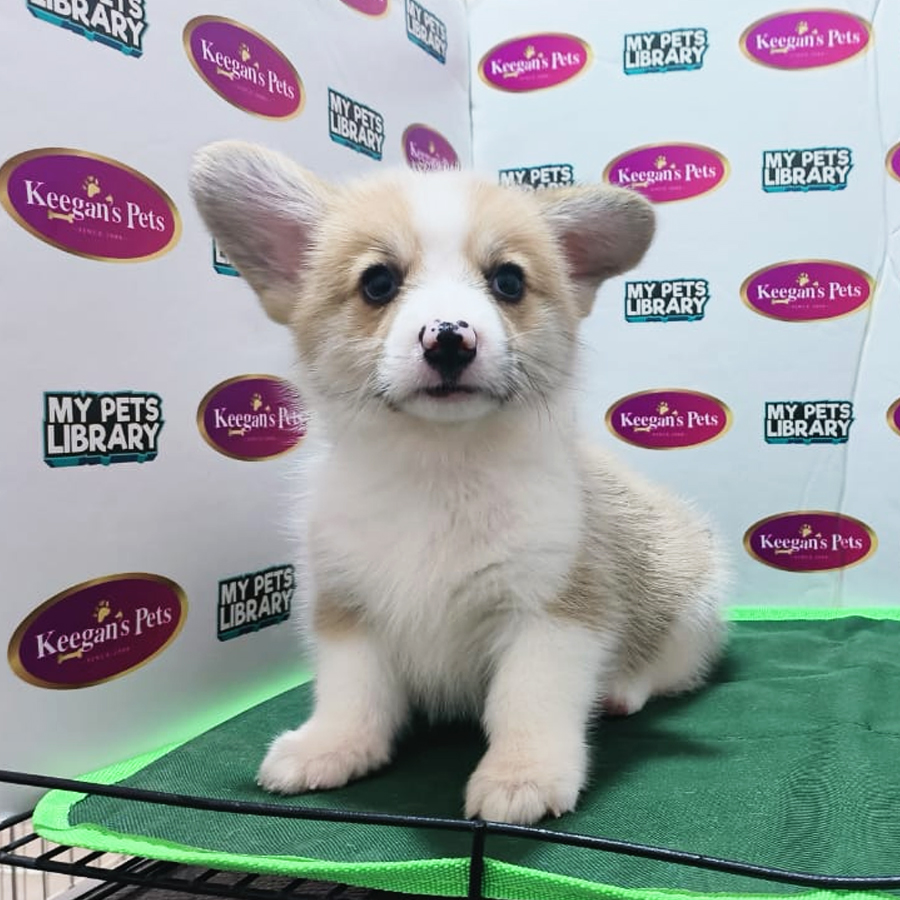 MKA Welsh Corgi Puppy (Male) For Sale