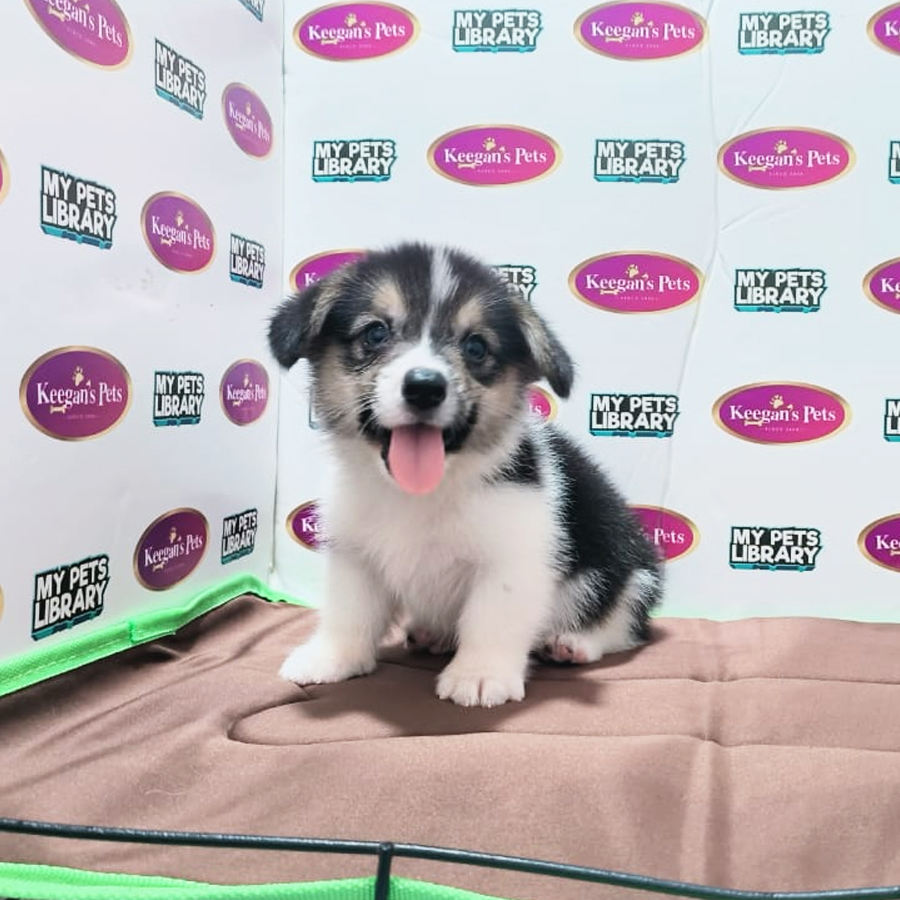 MKA Welsh Corgi Puppy (Male) For Sale
