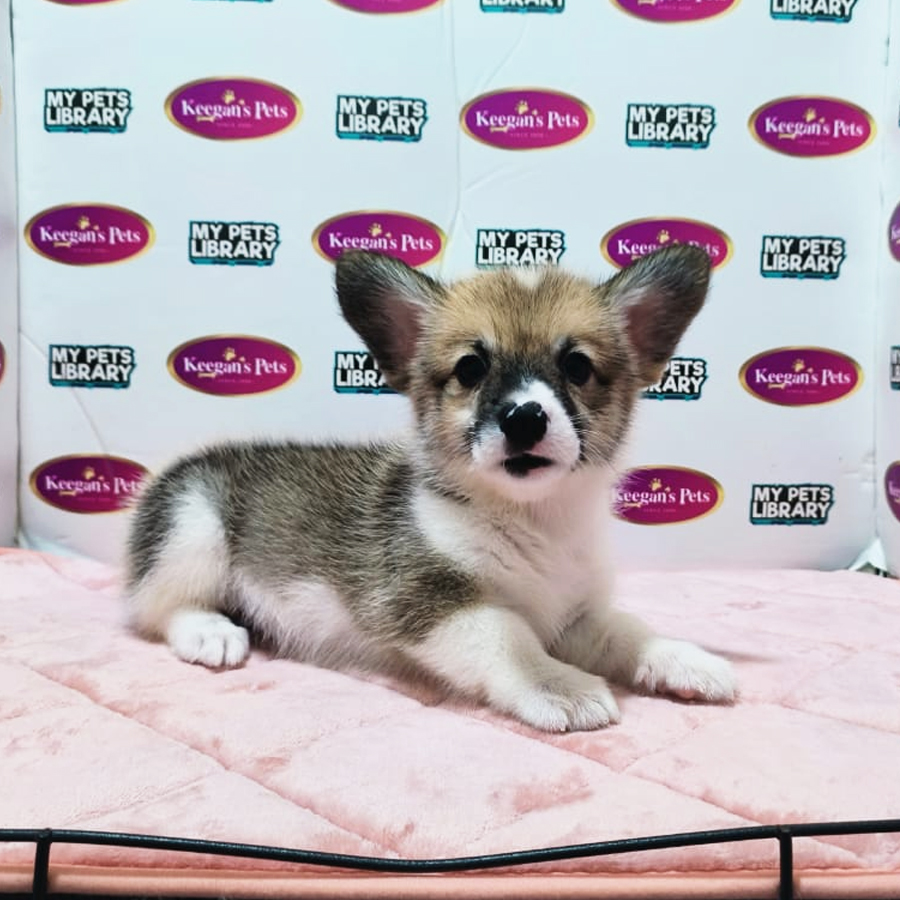 MKA Welsh Corgi Puppy (Female) For Sale
