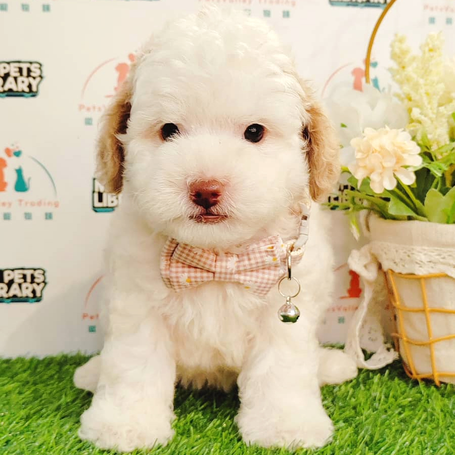 Toy Poodle Puppy (Male) For Sale
