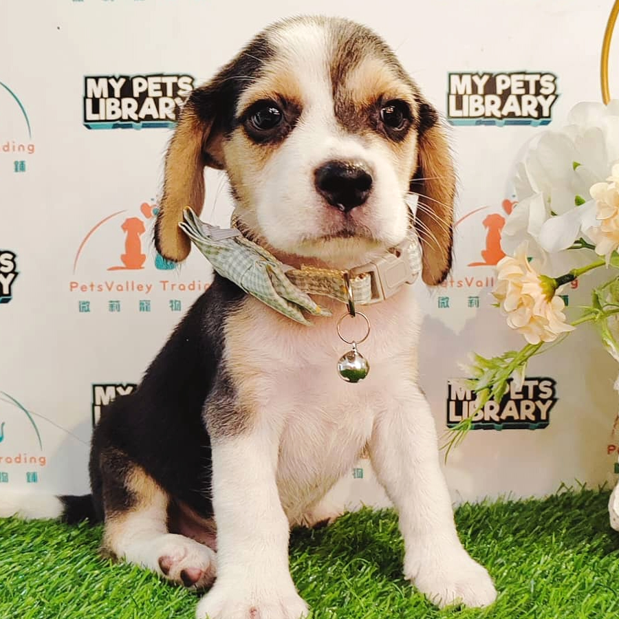 Beagle Puppy (Male) For Sale