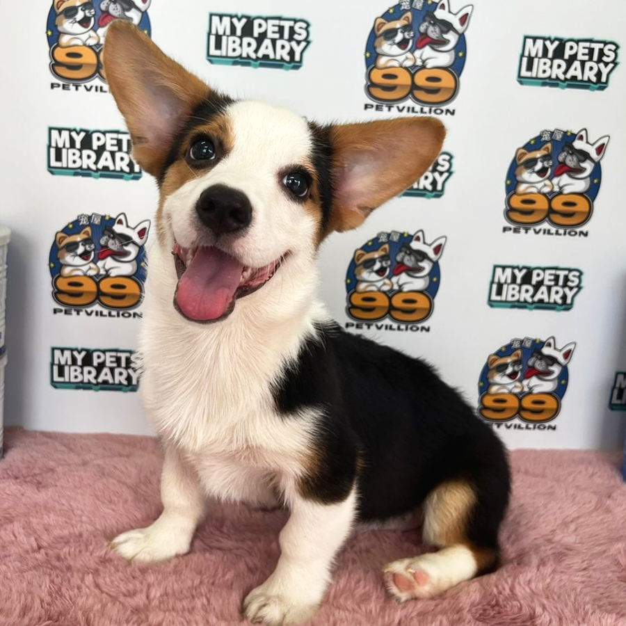 Welsh Corgi Puppy (Female) For Sale