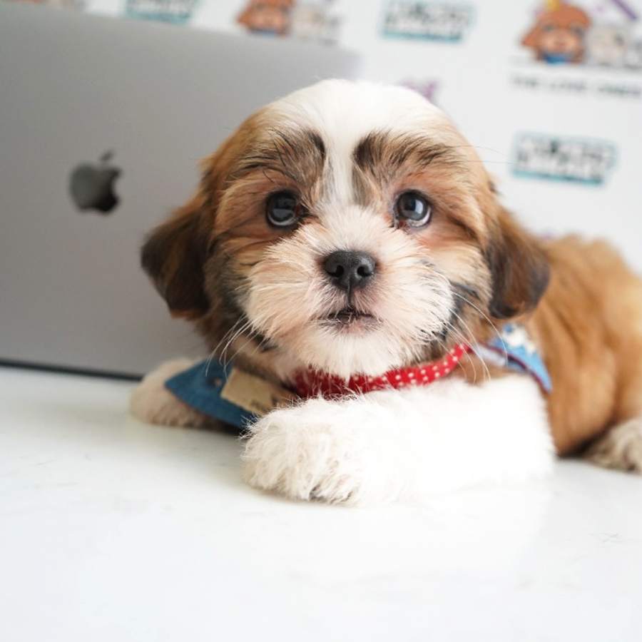 MKA Shih Tzu Puppy (Male) For Sale